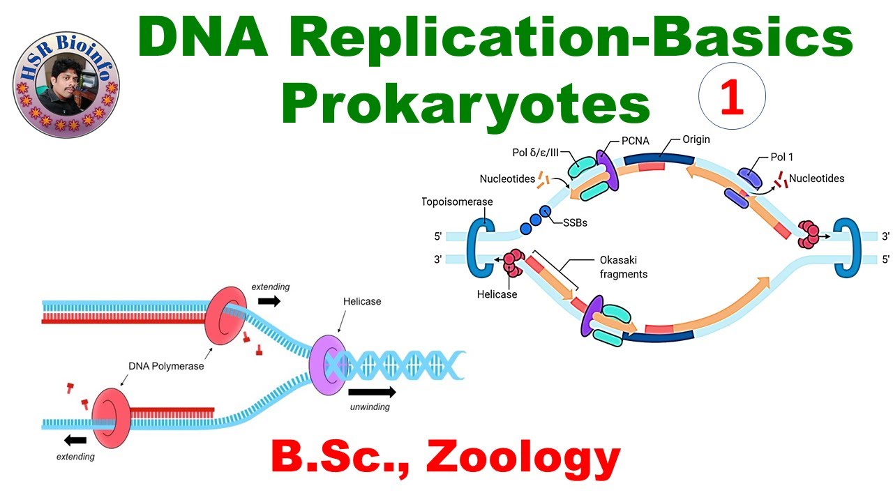 DNA Replication in Prokaryotes-1: Basics | Molecular Biology | HSR Bioinfo