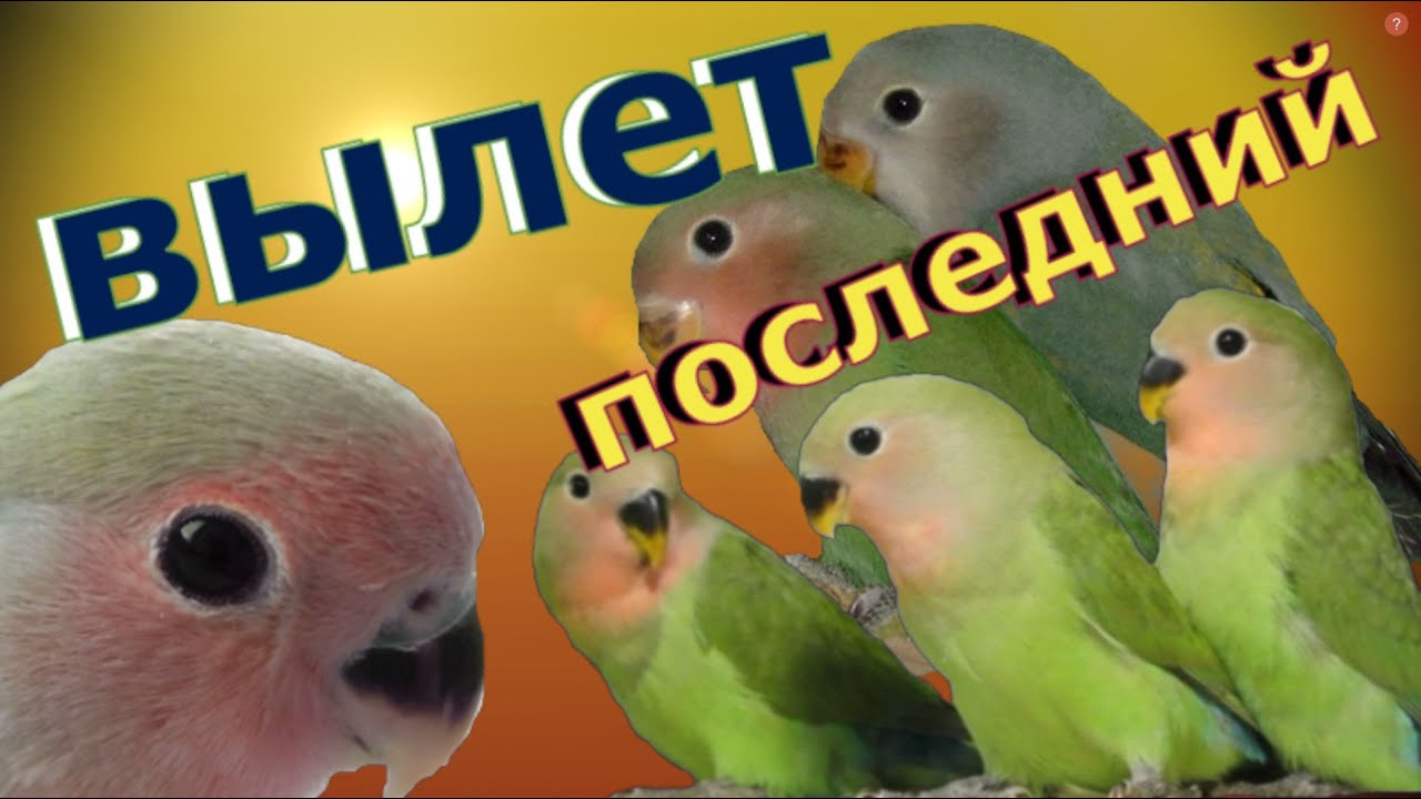 последний вылет/ попугаи неразлучники