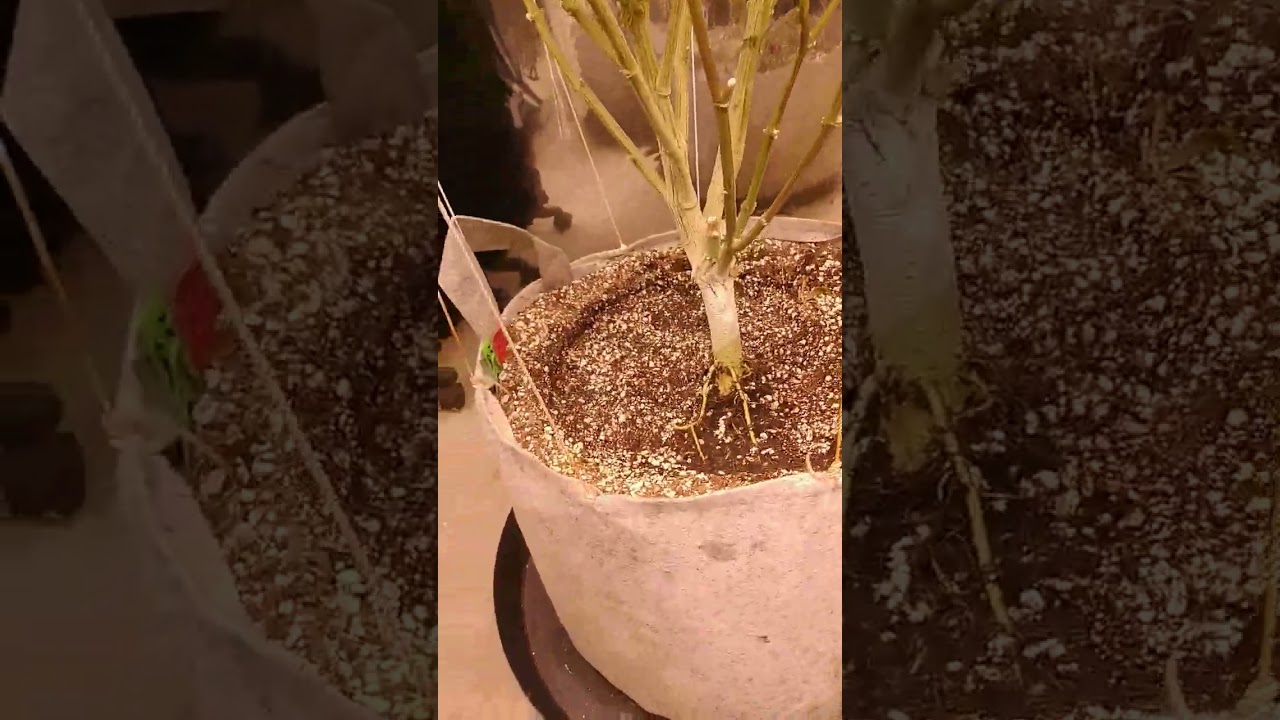 stop fabric pot seepage with a simple hack! #rugamonteto #acinfinity #teaco #supermoist #soilhealth