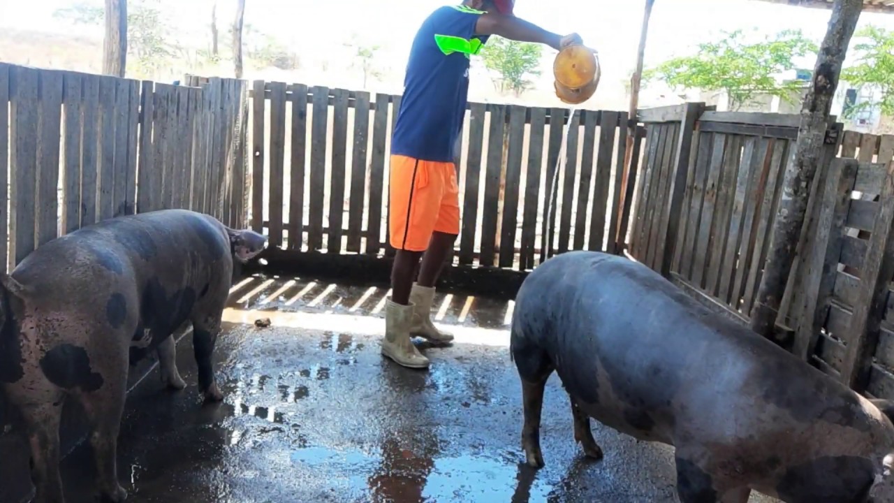 como eu faço a limpeza dos chiqueiro dos meus porcos para evitar problema de casco