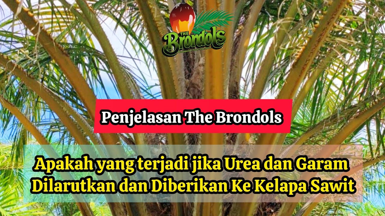 Apakah yang terjadi jika Urea dan Garam Dilarutkan dan Diberikan Ke Kelapa Sawit