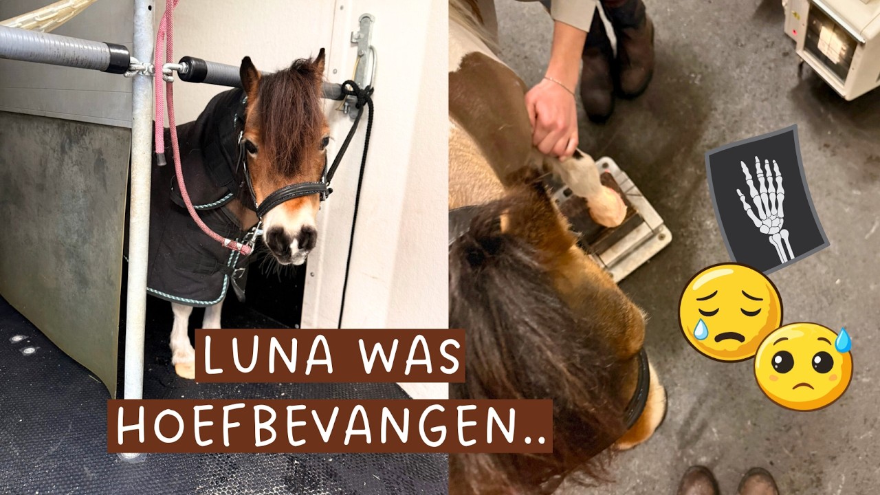 LUNA WAS HOEFBEVANGEN.. 😨😥 Op naar de kliniek 🤞