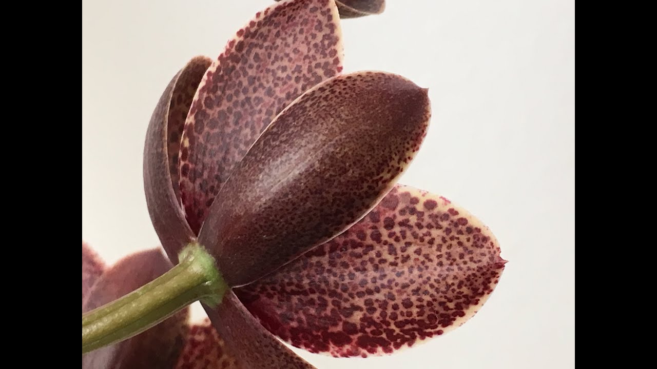 Catasetum Fdk After Dark ‘Sunset Valley Orchids’ - How to rebloom and care for
