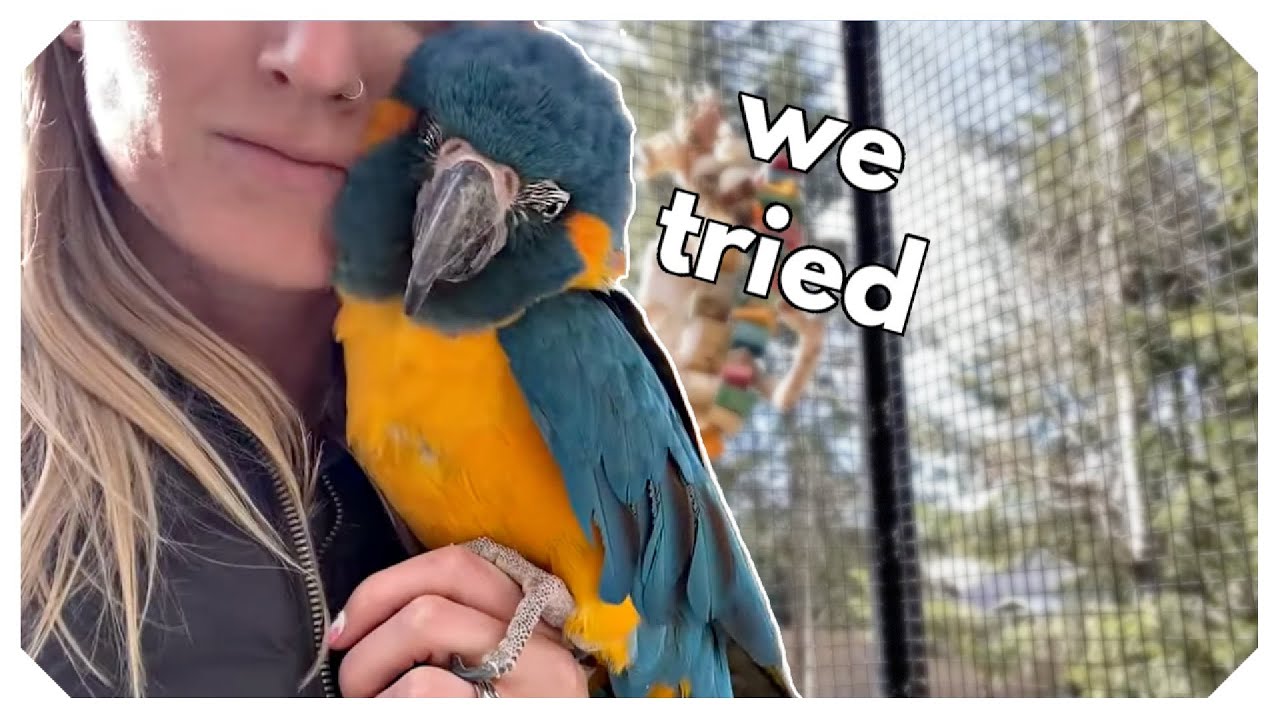 2 Macaws MEET! (FAIL 😣)