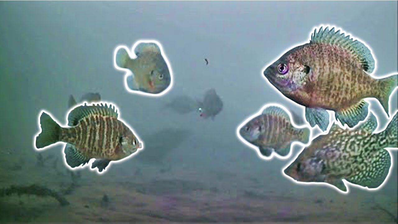 Fish EVERYWHERE! Catching a meal of Panfish! 2021 Early Ice