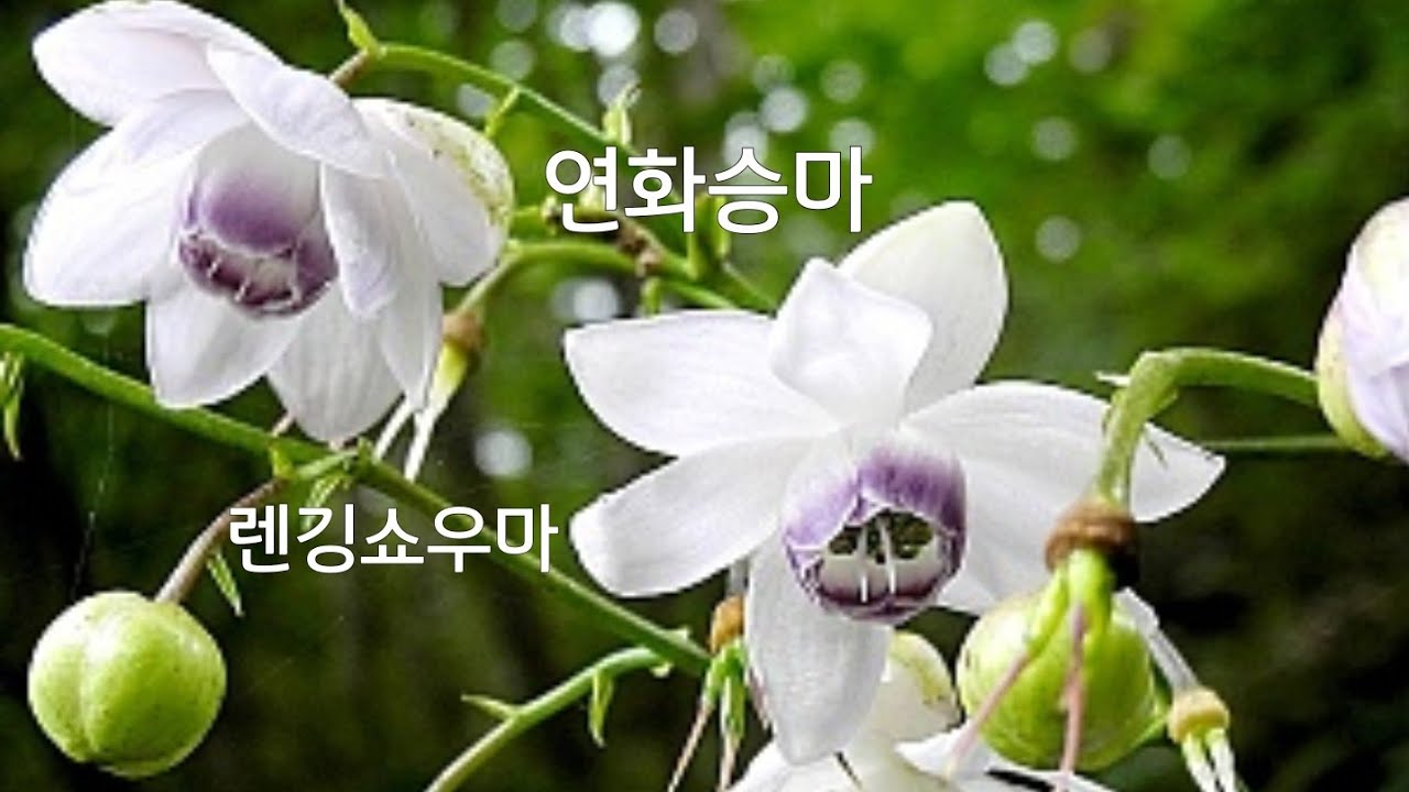 #돈키호테야생화 #상록노루귀소품#팔중피기연화승마 #렌겡쇼우마