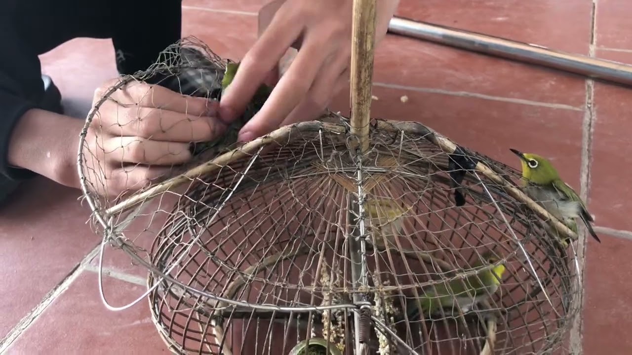 bẫy được 2con chim khuyên đẹp