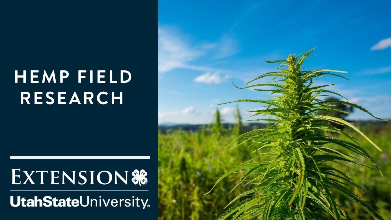 Hemp Field Research