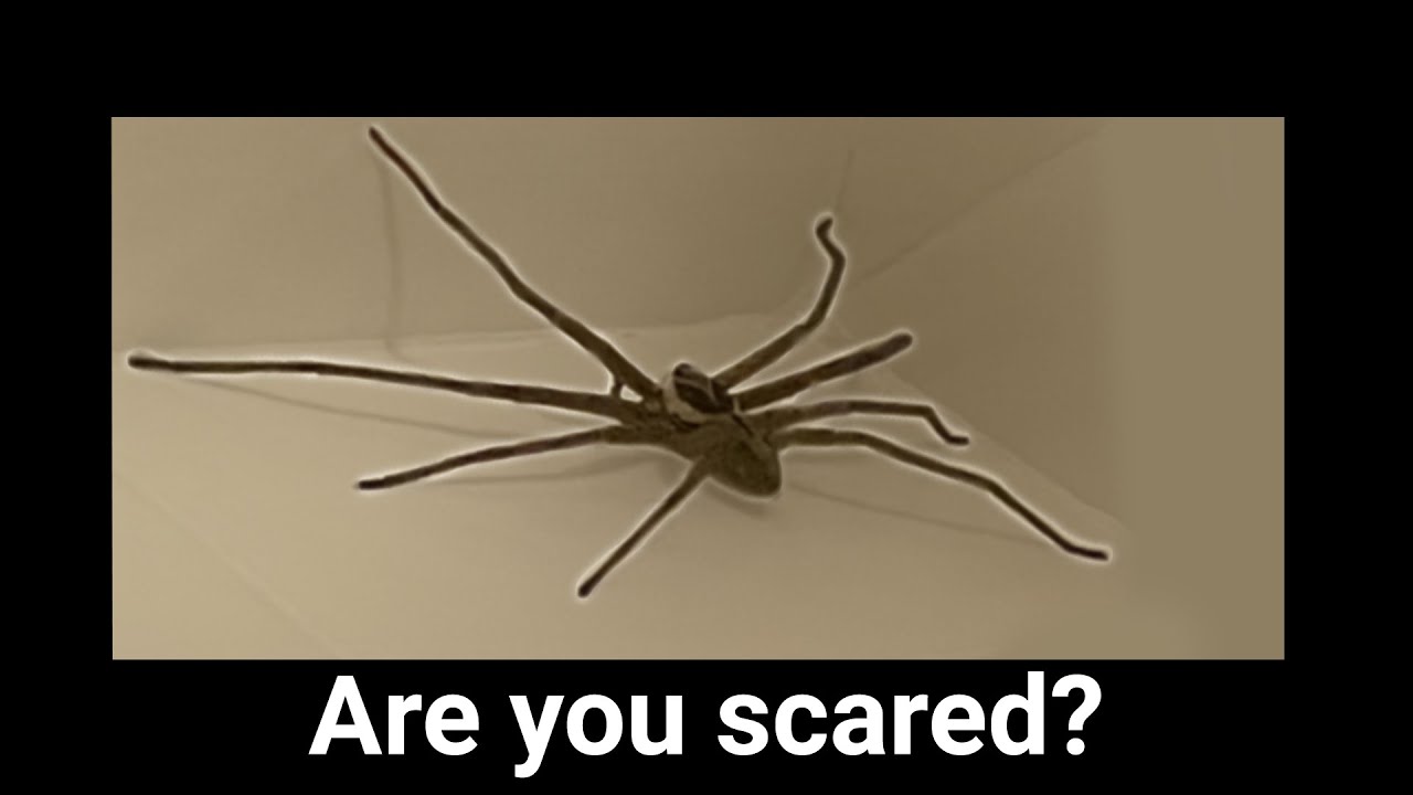 I'm SCARED of SPIDERS! Are You? - Lurking  a game about owning a pet spider.