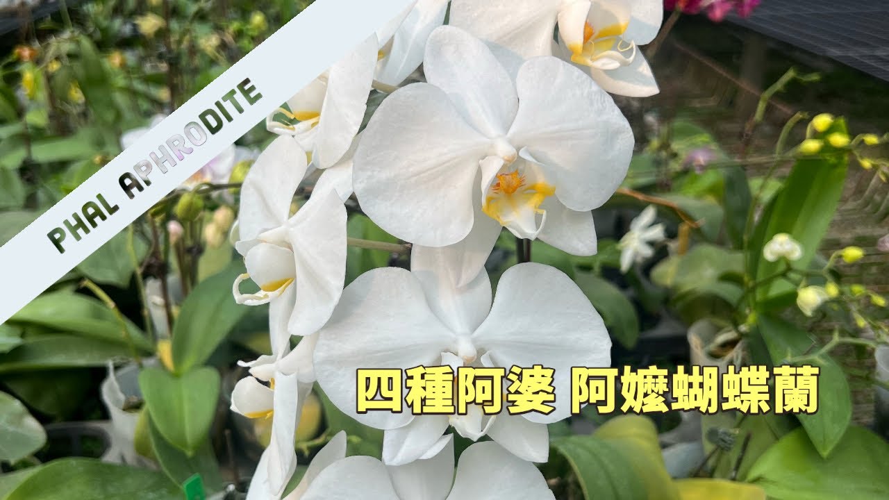 我朋友蘭園中的 四種阿婆阿嬤！/蘭花 「原來是這樣子」