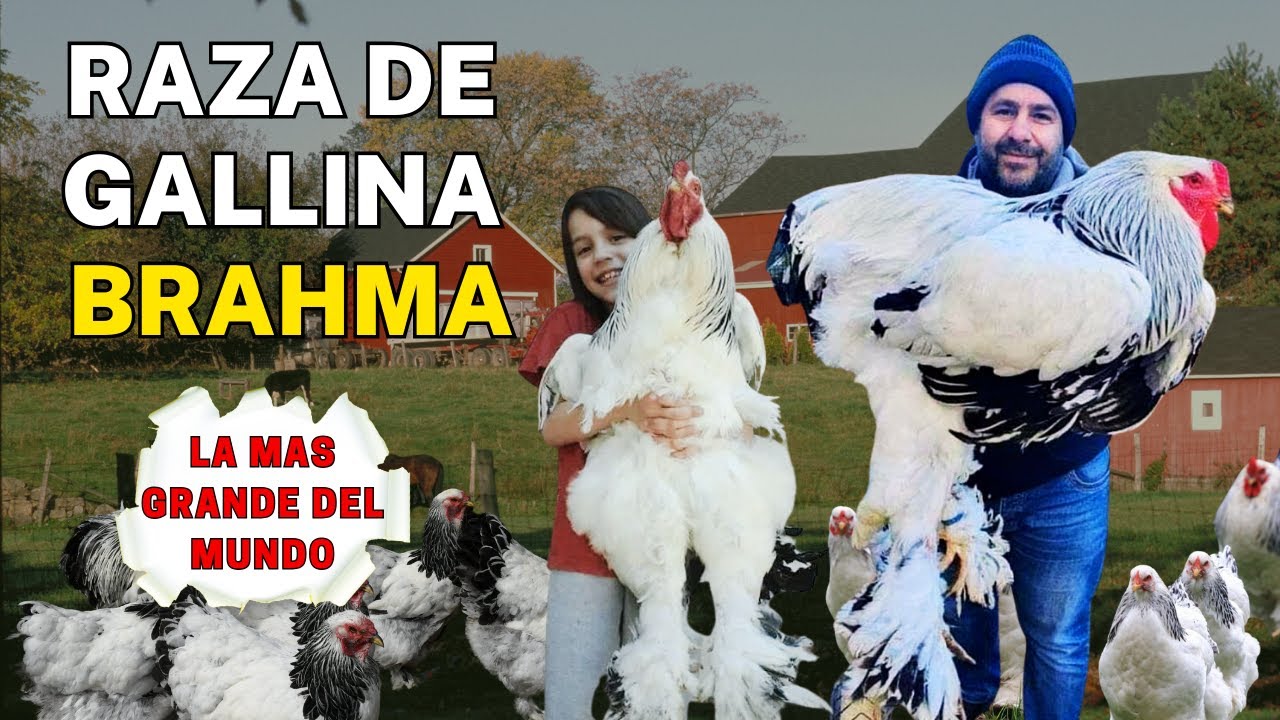 Gallina de la raza Brahma. La raza de gallina gigante mas grande el mundo