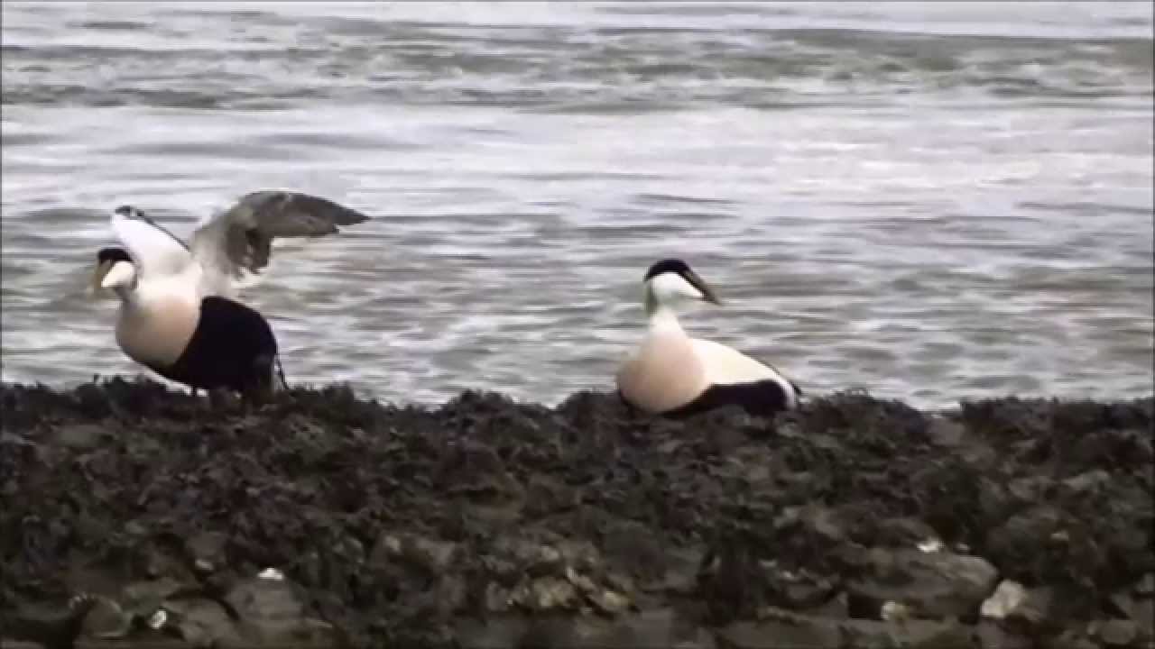 Eiders flying close by / Eider eenden vliegen dichtbij (Somateria mollissima)