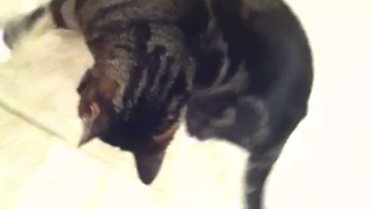 cat seizure  atypical