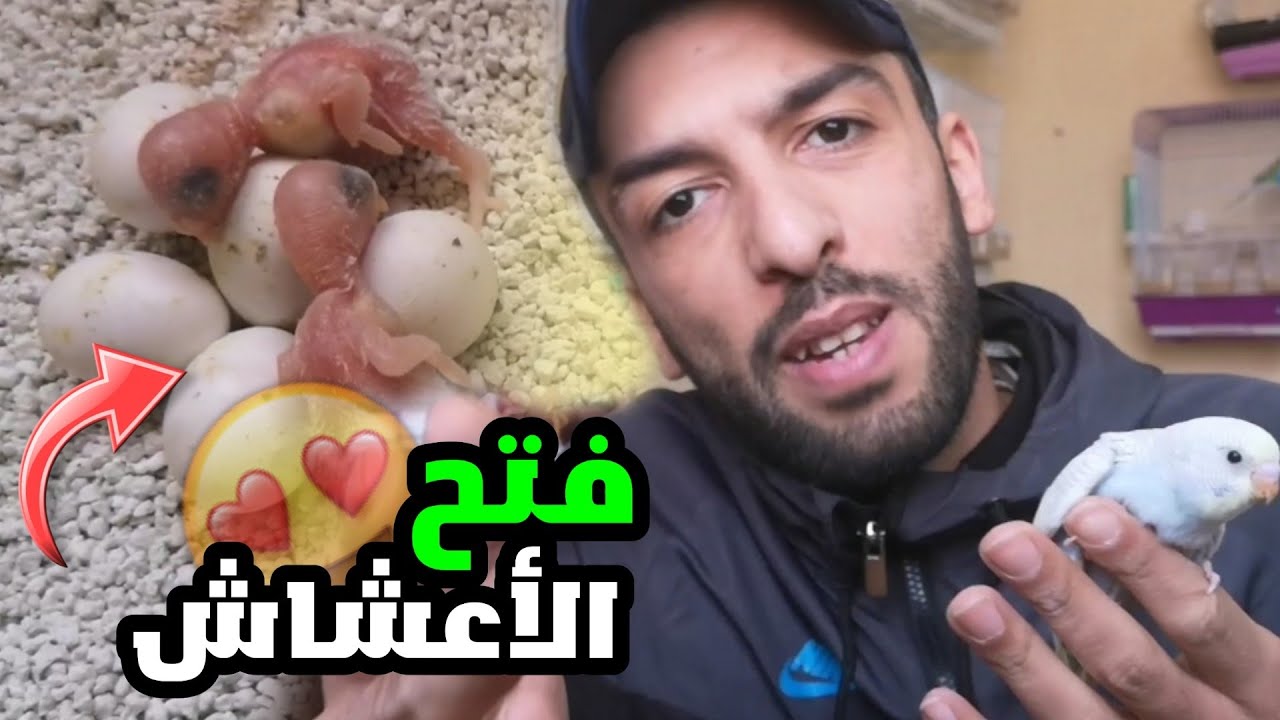 جولة في غرفة العصافير 😍 فتح الأعشاش ♥️ خروج فراخ الكناري 🐣