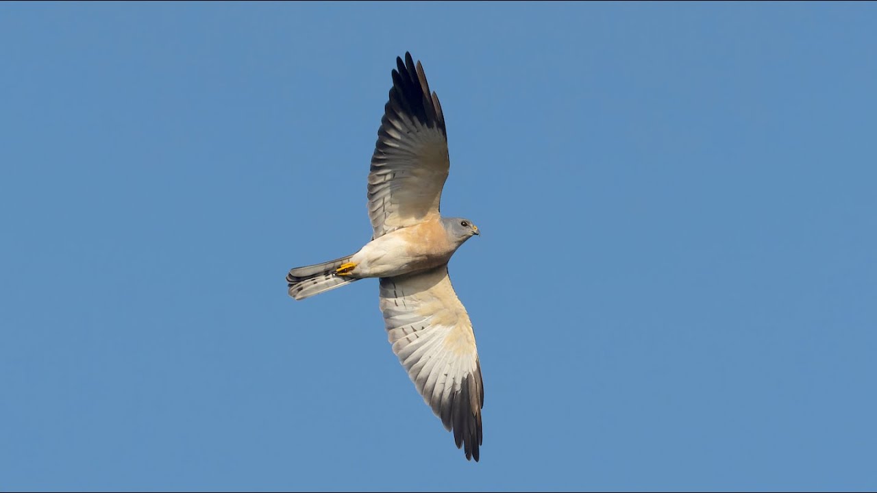 猛禽大爆發! 墾丁秋季賞鷹去 Taiwan bird watching vlog 3: Chinese sparrowhawk migration spectacle.
