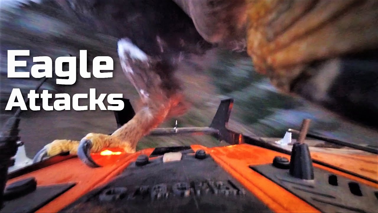 Eagle attacks - FPV - Mini Drak 55