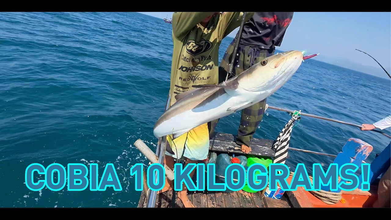 Thailand. Fishing. Cobia. ตกปลาโคเบีย