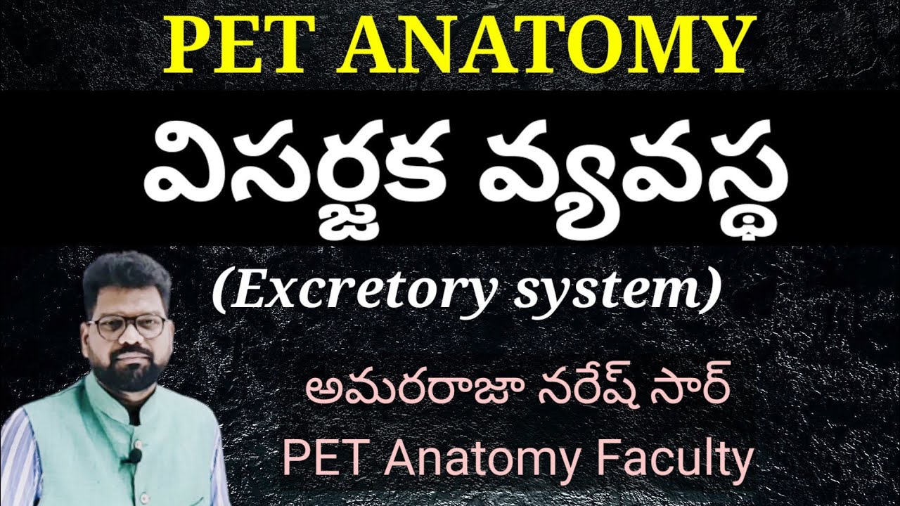 విసర్జక వ్యవస్థ//Excretory system//PET ANATOMY