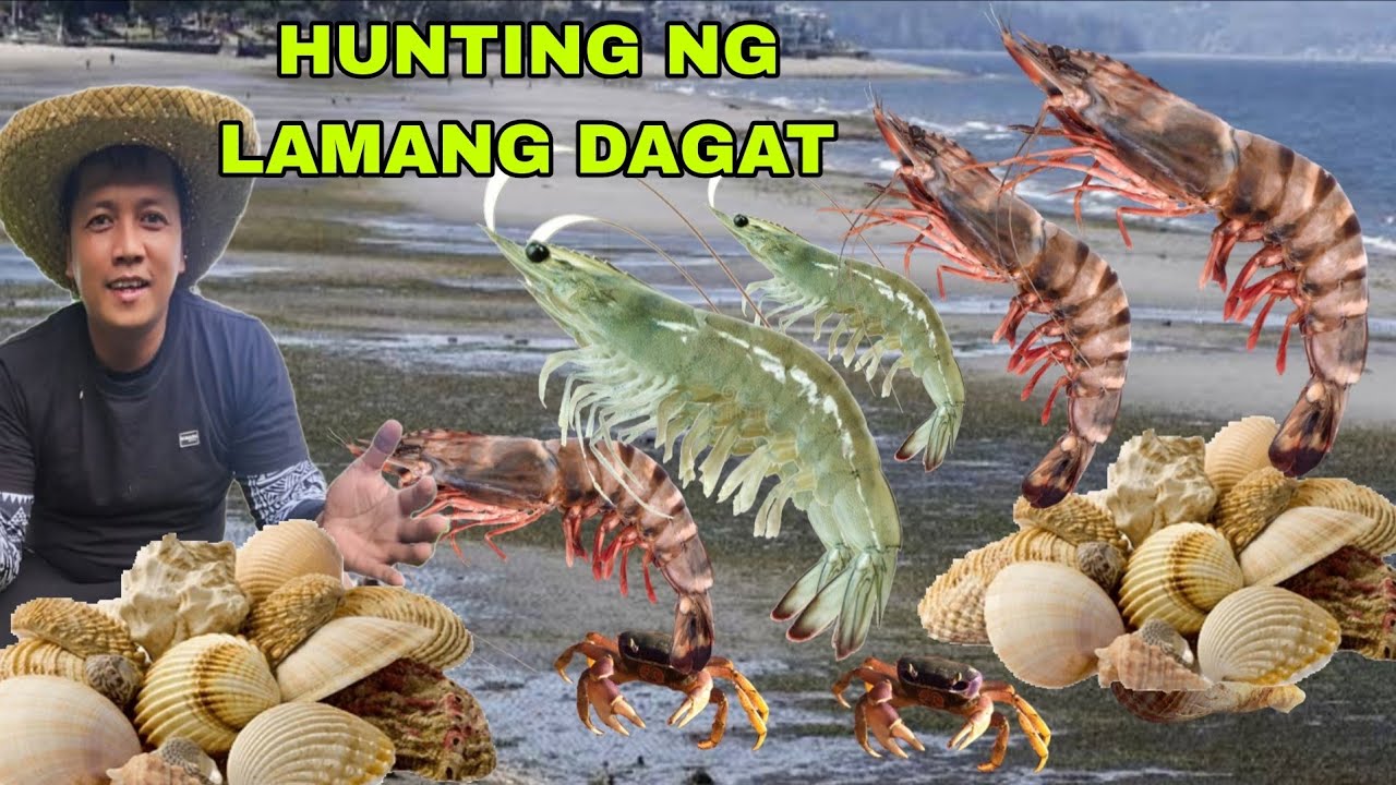 Sugod Dagat Kagulo Panghuhuli ng mga lamang Dagat Shell Hipon Crabs