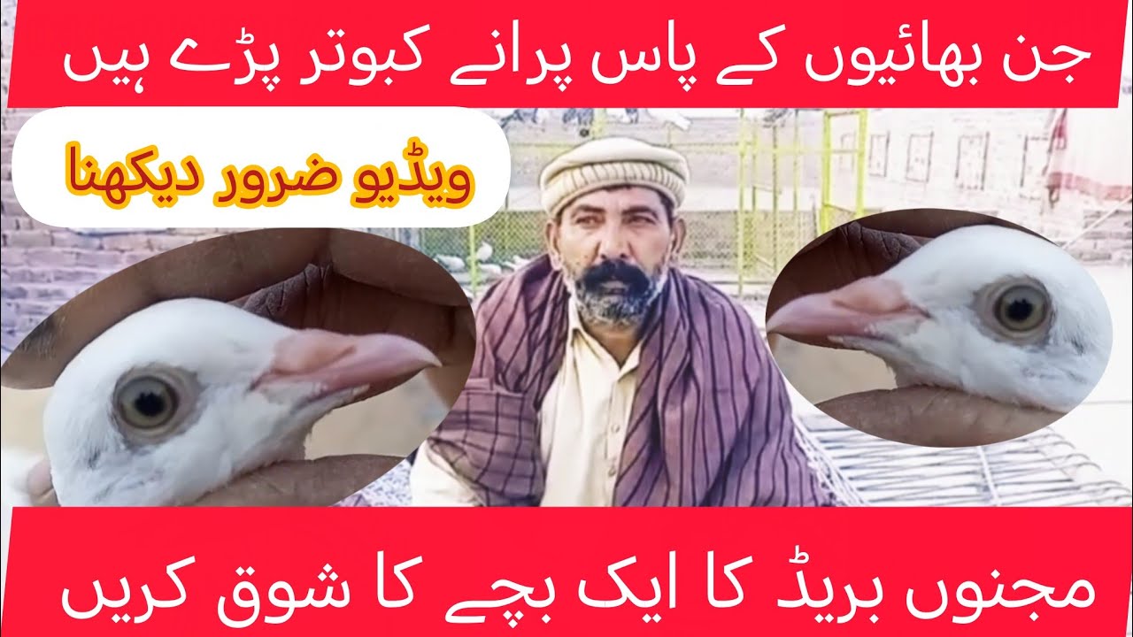 مجنوں بریڈ کے ایک بچے کا شوق کریں 