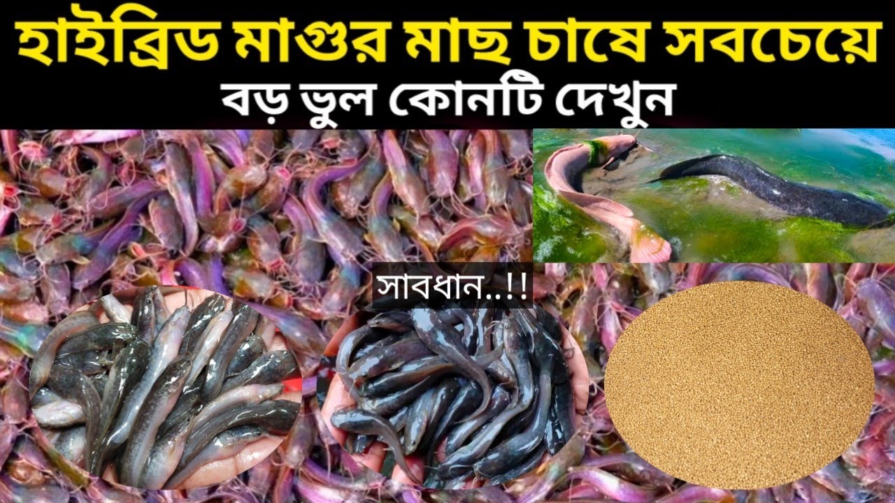 আপনি কি অরিজিনাল চকলেট কালারের হাইব্রিড মাগুর মাছ চাষ করবেন | তাহলে এই ভিডিওটি অবশ্যই আগে দেখুন