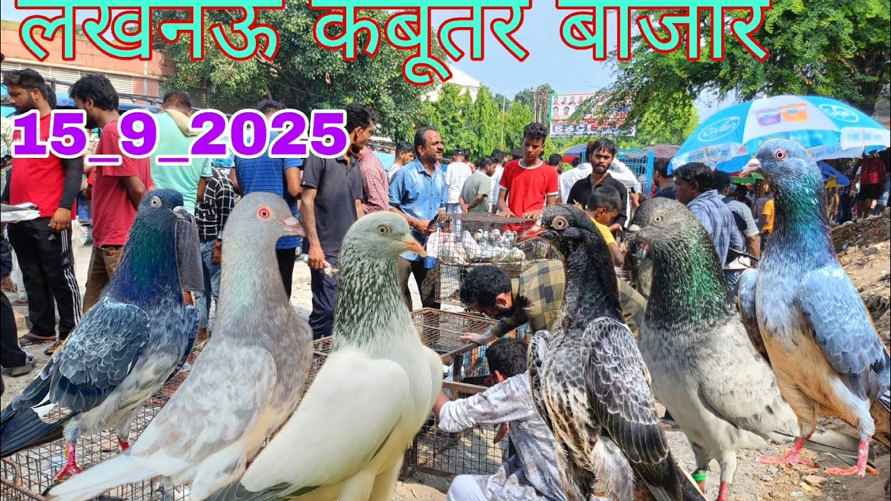 LUCKNOW KABUTAR MARKET 15_9_2025 लखनऊ कबूतर बाजार लखनऊ नक्खास कबूतर मंडी सबसे बड़ी मार्केट