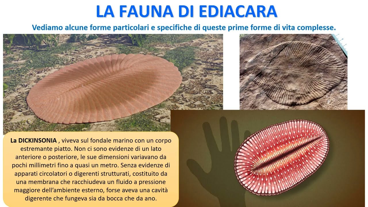 LA FAUNA DI EDIACARA