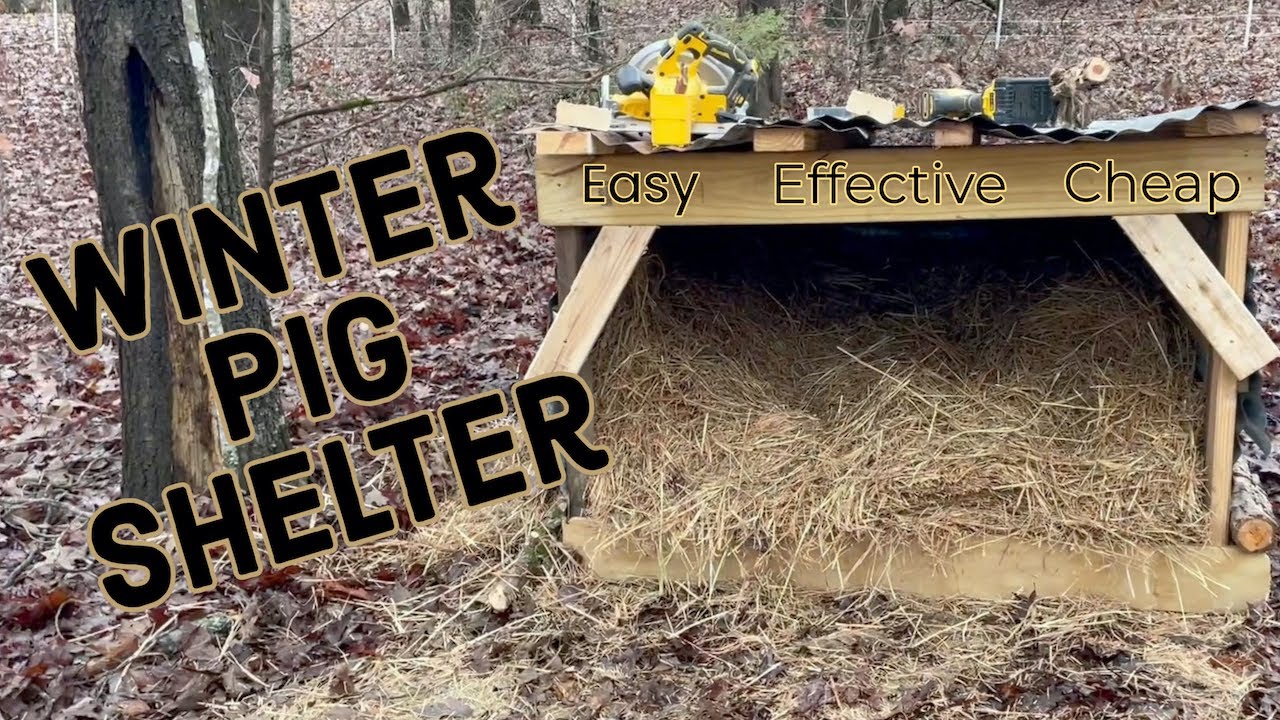 Raising PIGS in the WINTER