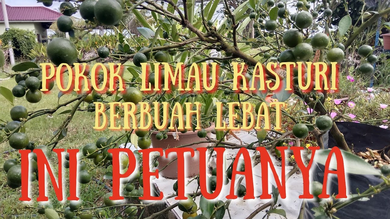 Petua dan tips agar limau kasturi berbuah lebat.