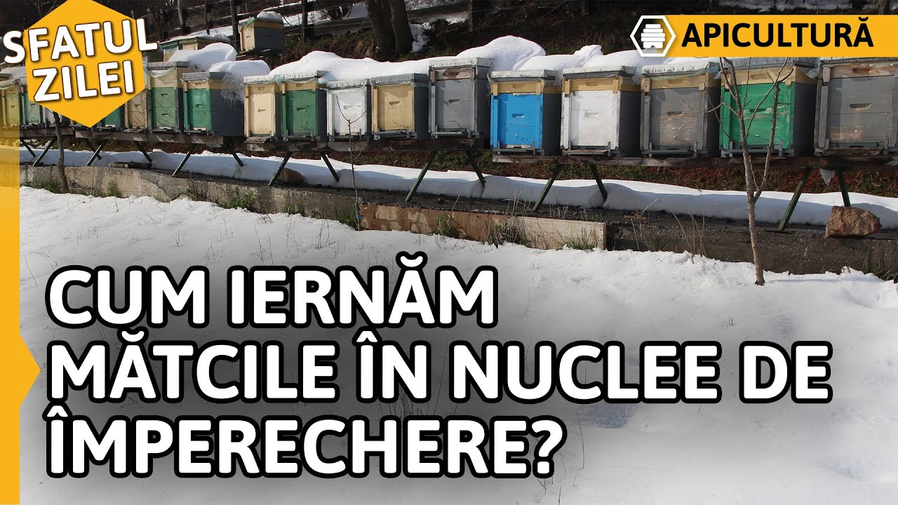 CUM IERNĂM MATCILE ÎN NUCLEE DE ÎMPERECHERE? [Sfatul zilei]