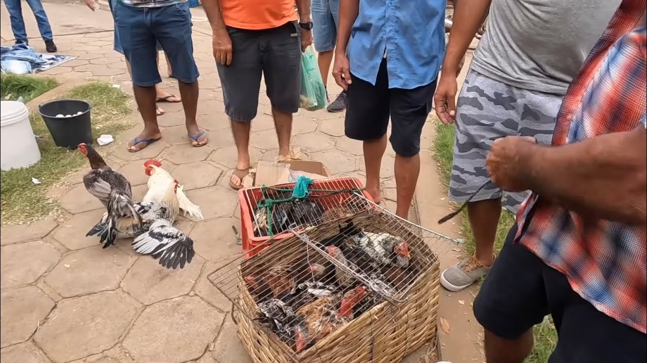 FEIRA LIVRE DE PICOS NO PIAUÍ A MELHOR QUE JÁ VI ATÉ HOJE !