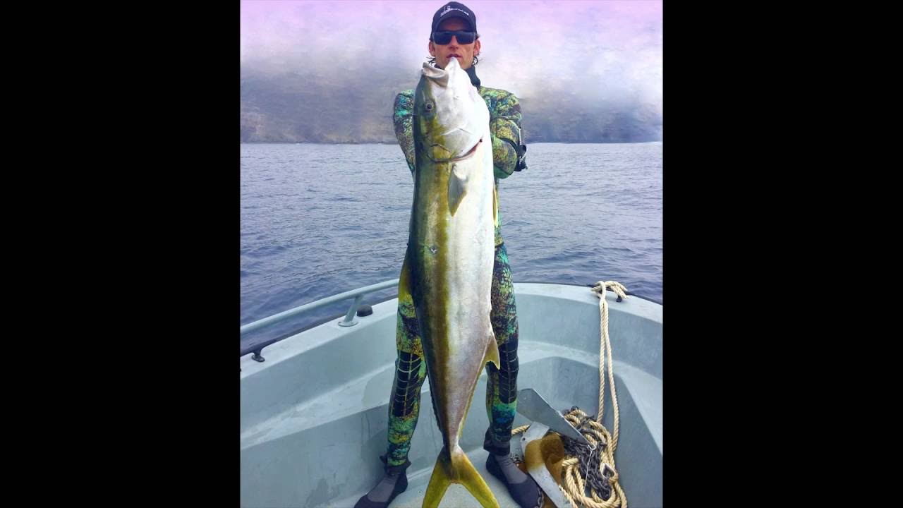 Spearfishing School of Yellowtail Kingfish