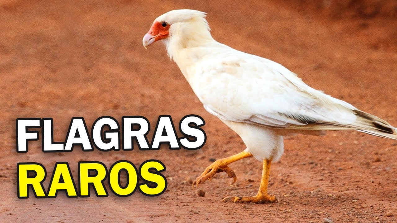FLAGRAS INCR&Iacute;VEIS de AVES na NATUREZA (Parte 2) | P&aacute;ssaros em MOMENTOS IMPRESSIONANTES ou RAROS