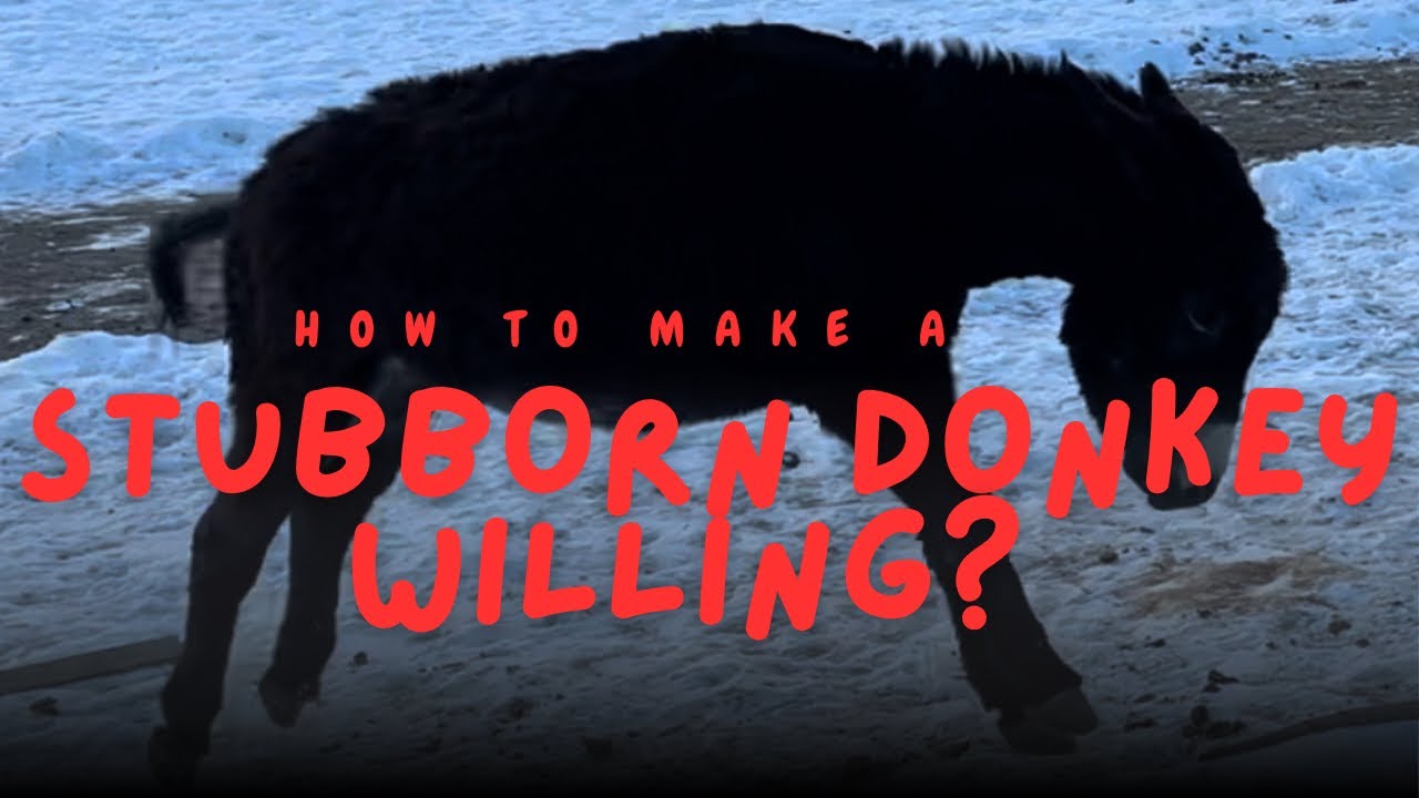 Donkey Groundwork: The Art of Training Your Ass