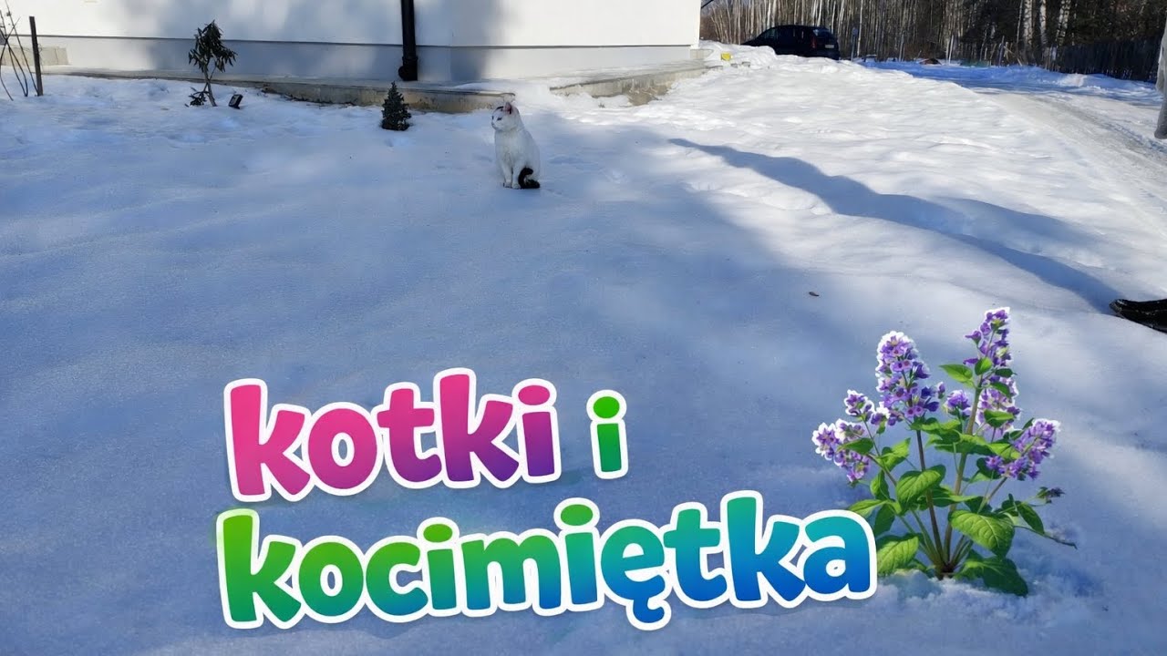 Plan dnia kota? Mamy dowód 😂