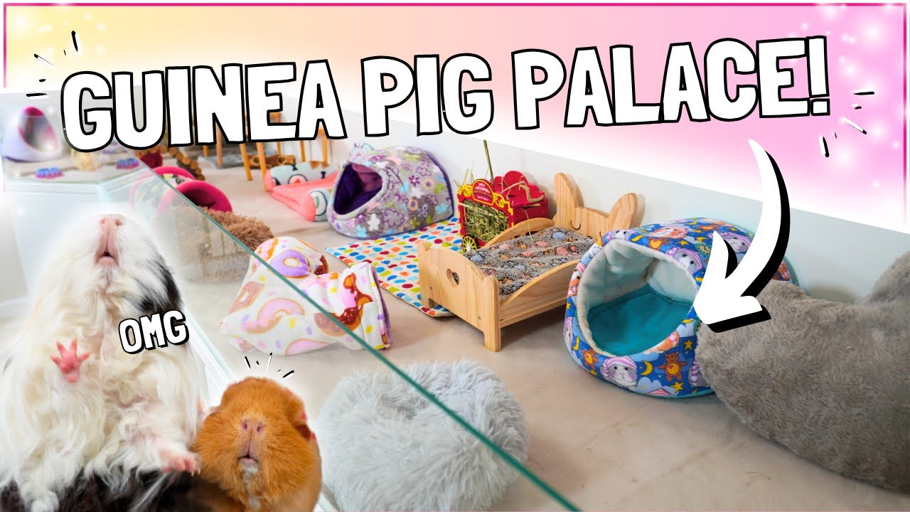 Building the ULTIMATE Guinea Pig Cage! 🐹
