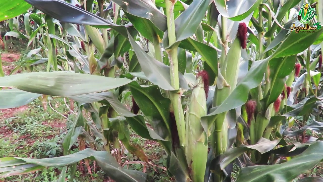 🌱🌽 ¡Este Maíz Te Da Más Producción! Criollo vs Híbrido en el Campo 📊