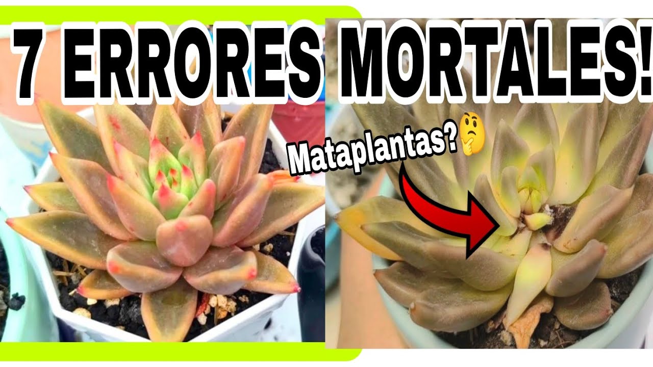 7 ERRORES❌ que están MATANDO tus Suculentas! ( y cómo salvarlas!) ✨