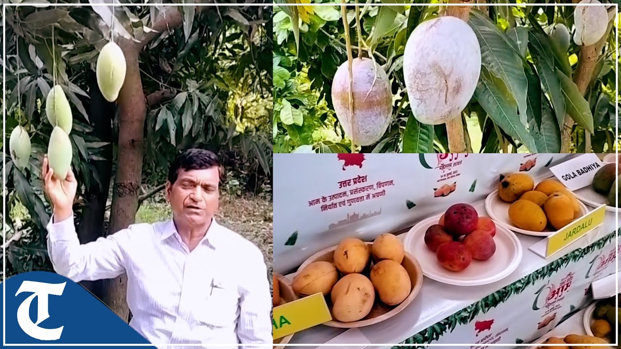 UP: Mango Festival 2023 organised in Lucknow
