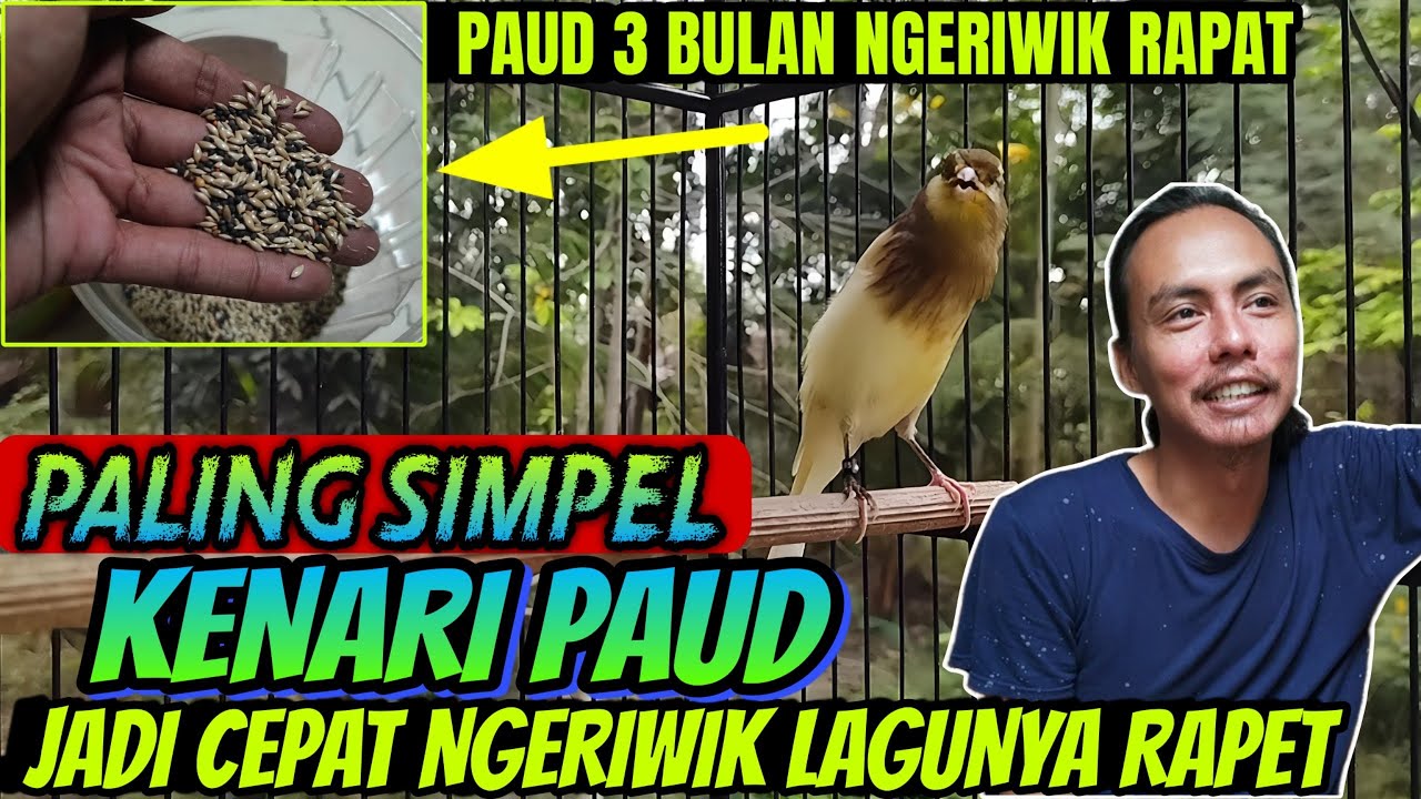 PADAHAL CUMA PAKAI INI SAJA ⁉️ KENARI PAUD JADI CEPAT NGERIWIK LAGUNYA KASAR || KENARI CEPAT BUNYI