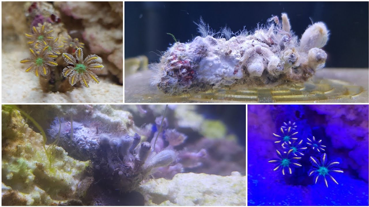 Dipping Clove polyps in Hydrogen Peroxide... I killed one of my favourite corals!