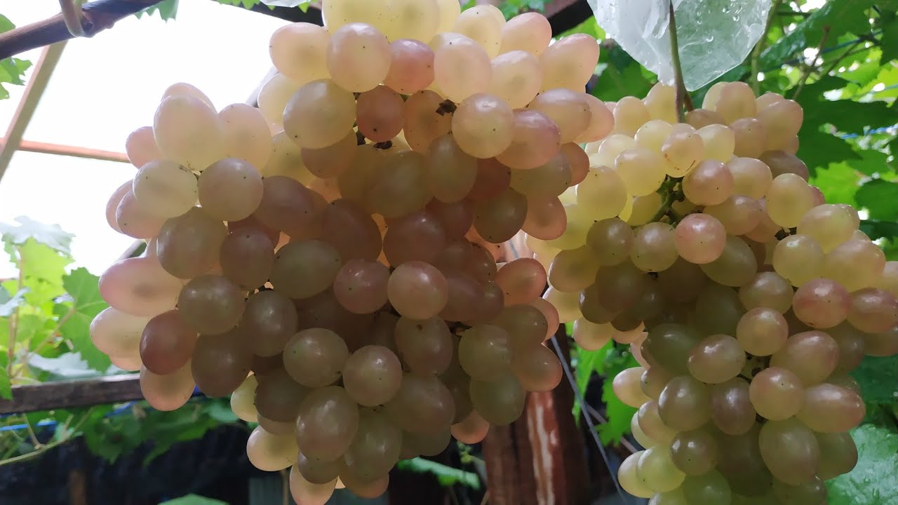 Anggur Veles (kishmish velez) - mudah berbuah dan manis - sumatera barat - grape growers