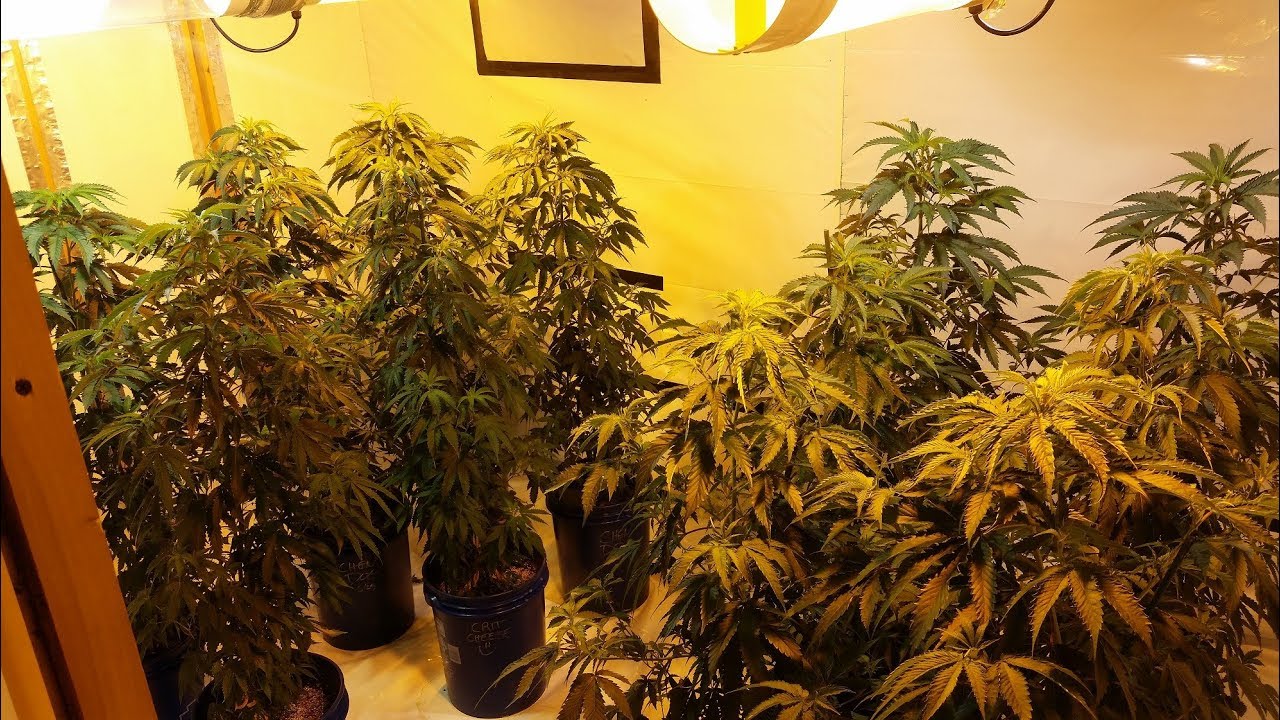 Sour Diesel 12 Plant Veg Update - HIDs Week 1