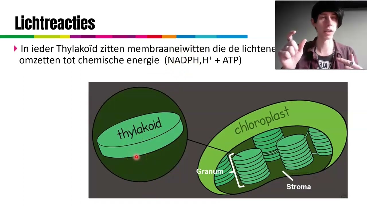 Vwo 6 | Biologie | Planten (H20) | 20.3 Fotosynthese