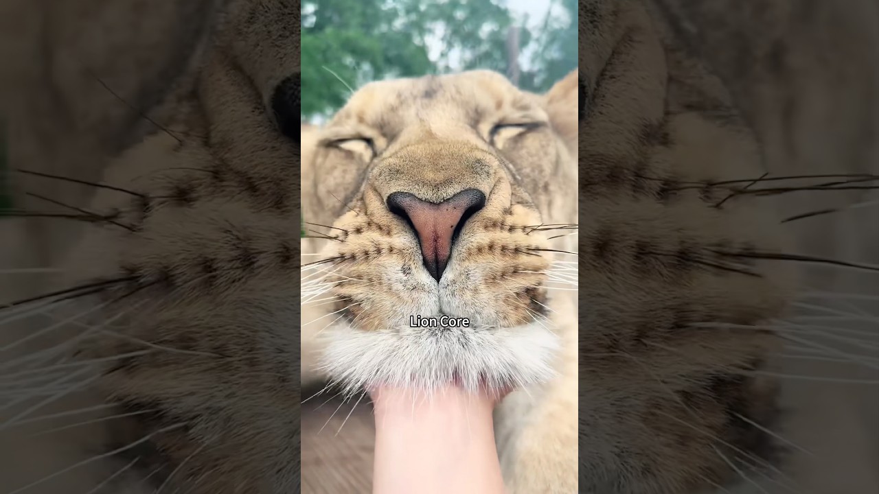 Lion Core🦁🤣#funnytiktok #lion #funny #funnyvideos #funnymoments #shakira