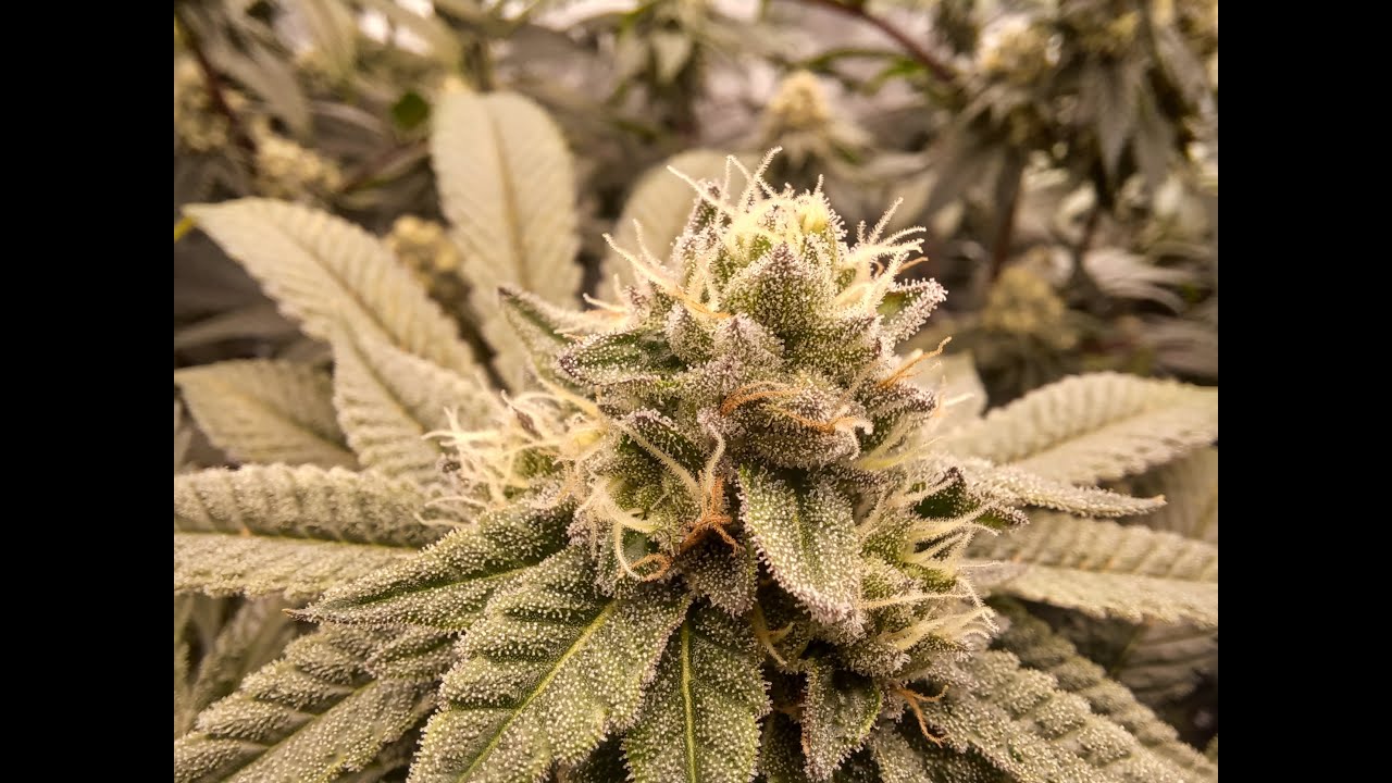 Ending Week 6 Flower, Heavy Trichome Production - Let the Fades Begin!