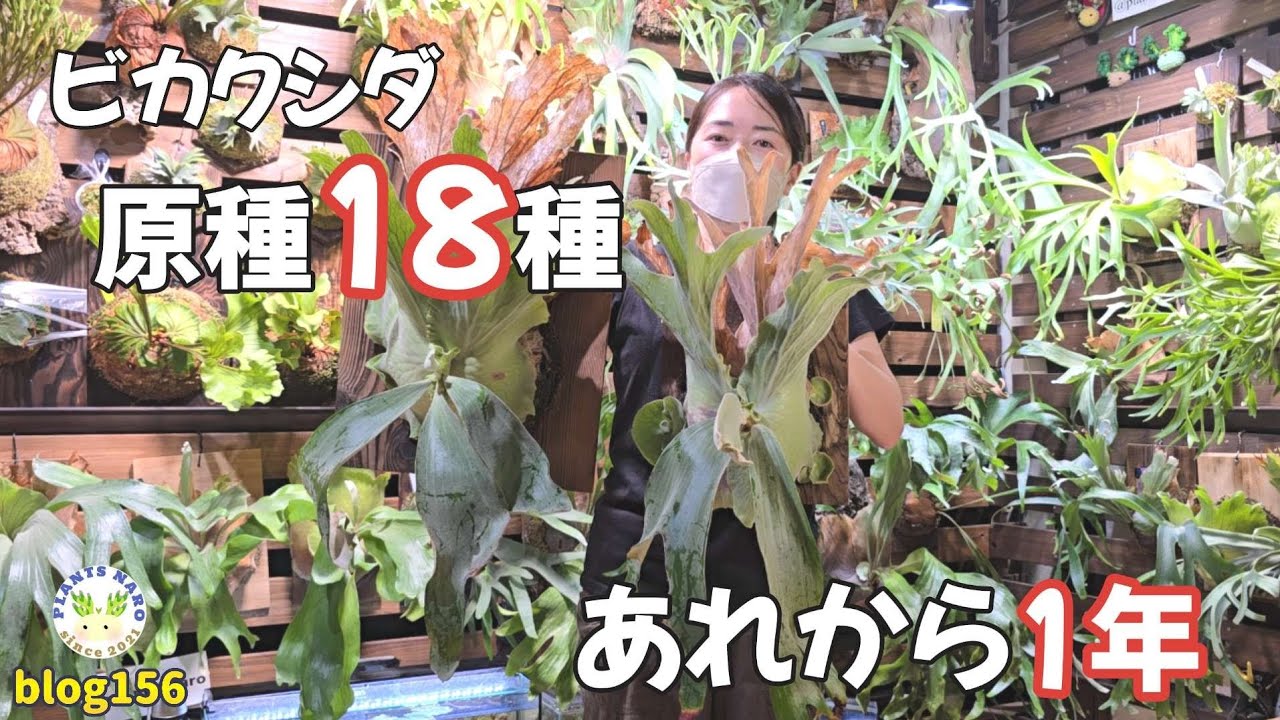 【ビカクシダ原種18種】｢リクエストにお応え♪｣動画から1年経過しました🌱