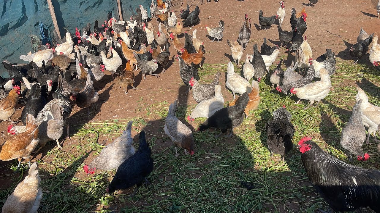شاهد لحظة خروج الدجاج من المبيت صباحا 🐣🐓 اللهم بارك #chicken #farming #viral#foryou 