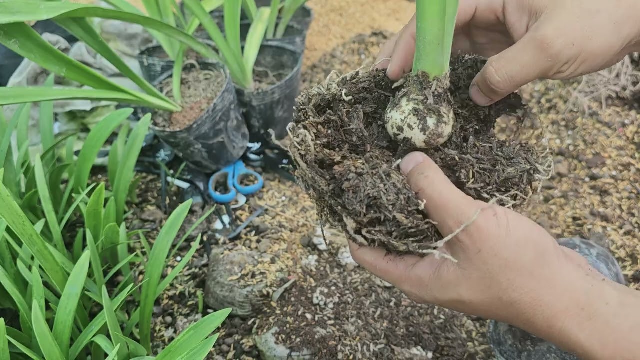 Chia sẻ cách trồng lan huệ khi mới mua củ giống về...