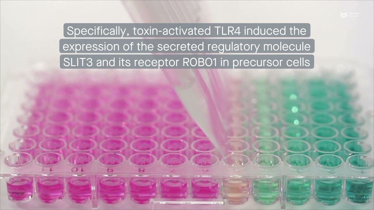 TLR4 restricts bone loss by regulating SLIT3 and miR-218-2 levels to limit osteoclast populations
